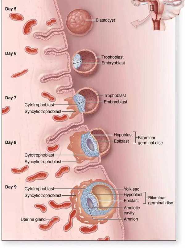 胚胎喜欢着床的“好内膜”需要做好这5件事！